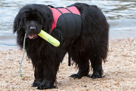Newfoundland dog rescue - NEWFOUNDLAND DOG. The Newfoundland dog is a large and gentle breed with a history rooted in Newfoundland, Canada. Known for its impressive size and strength, this breed was originally developed as a working dog, used by fishermen to assist in water rescues. Newfoundlands are robust and have a thick, water-resistant coat, allowing them to excel ...